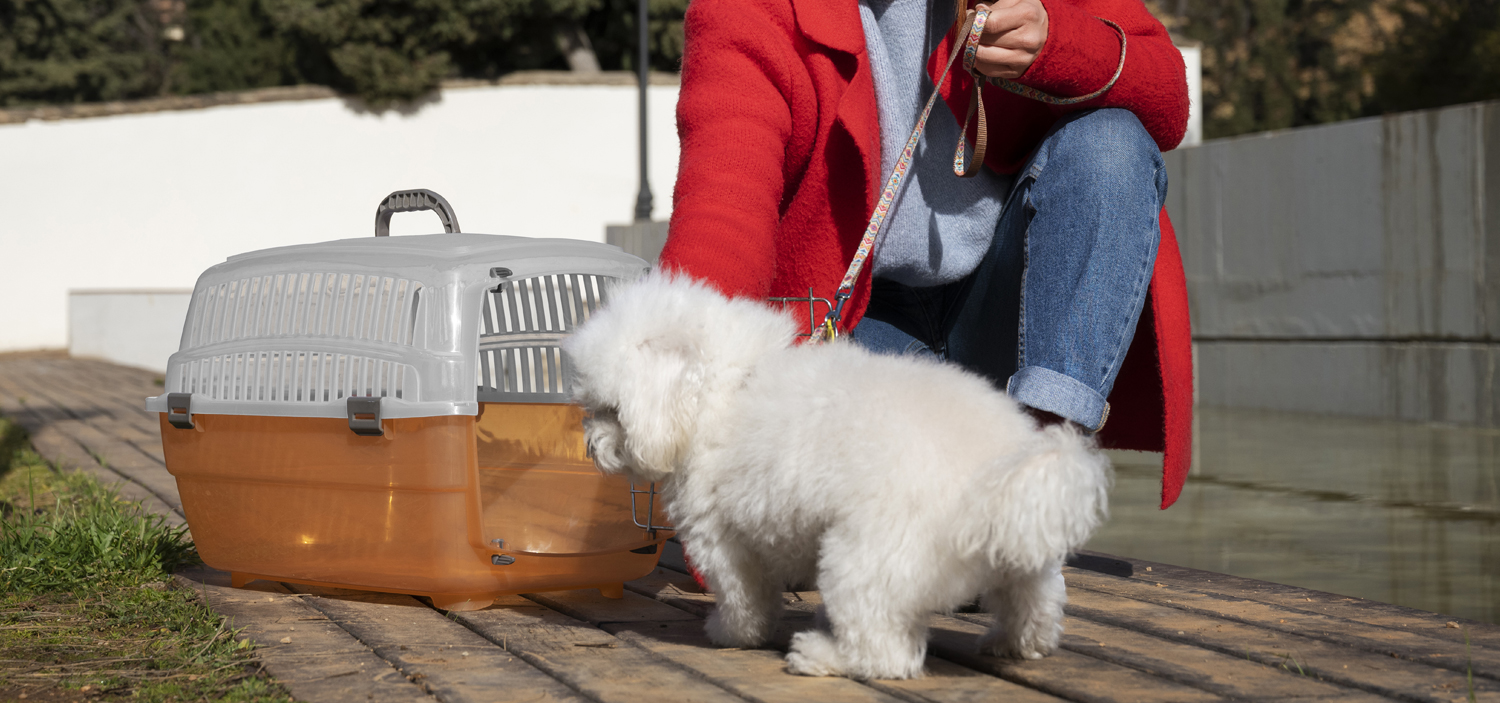 chien en avion en cabine.jpg